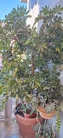 Schefflera gold capella H.130 cm
