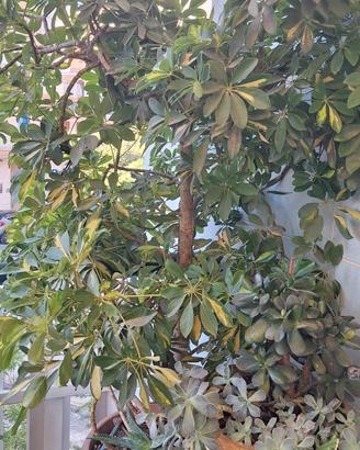 Schefflera gold capella H.130 cm