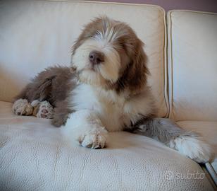 Vane - Bearded Collie maschio