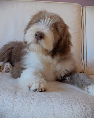 Vane - Bearded Collie maschio