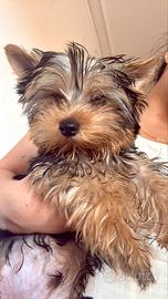 Splendido Cucciolo di Yorkshire Toy - Solo 900g
