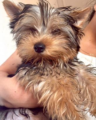Splendido Cucciolo di Yorkshire Toy - Solo 900g