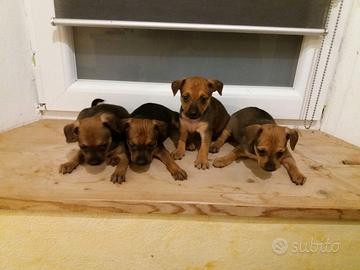 Pinscher Praga Toy cuccioli