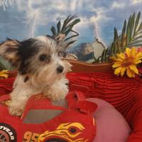 Cuccioli Biewer Yorkshire Taglia Piccola Toy