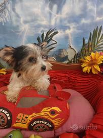 Cuccioli Biewer Yorkshire Taglia Piccola Toy
