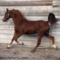 Cavallo da passeggiata