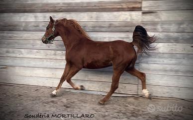 Cavallo da passeggiata