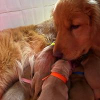 Golden Retriever Linea Americana