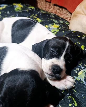 Animale