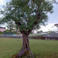 Pianta