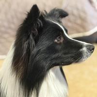 Border collie da monta