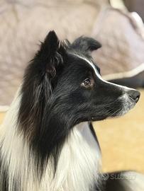 Border collie da monta