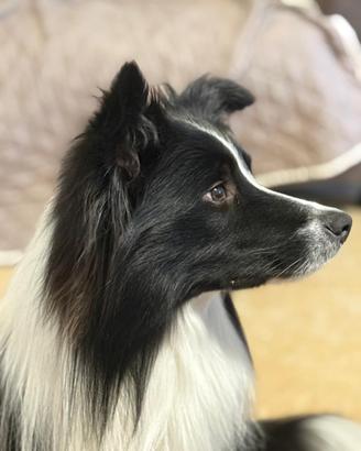 Border collie da monta