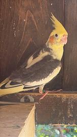Pappagalli