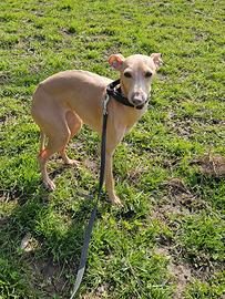 Piccolo levriero italiano