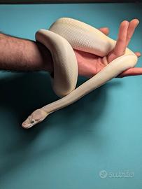 Pitone reale Leucistico 50%Fire