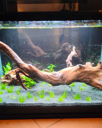 Acquario Zolux 60 L