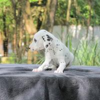 Dalmata maschio in pronta consegna