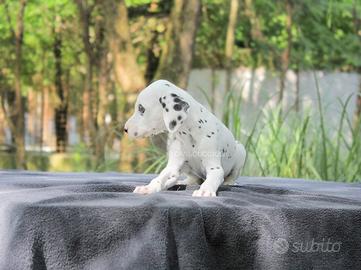 Dalmata maschio in pronta consegna