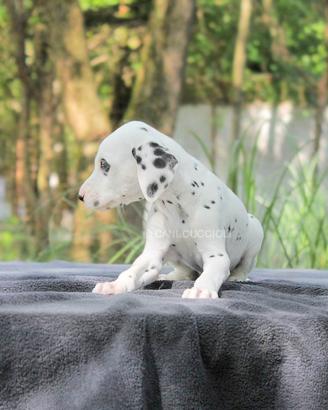 Dalmata maschio in pronta consegna