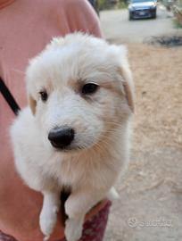 Cuccioli di cane