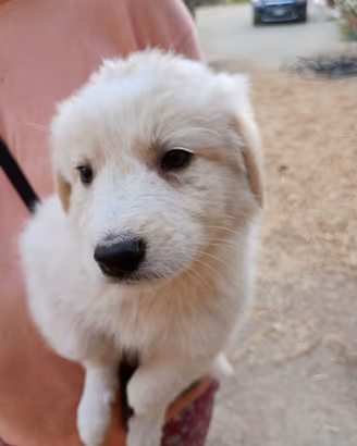 Cuccioli di cane