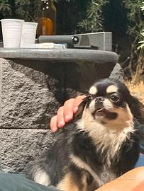Chihuahua russo thailandese per monta