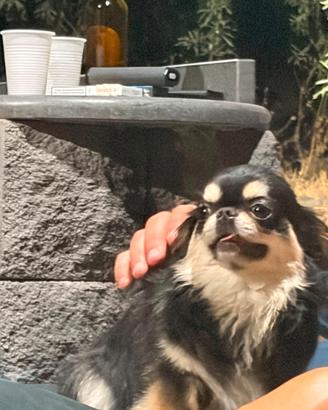 Chihuahua russo thailandese per monta