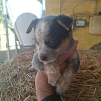 Cuccioli ausralian cattle dog