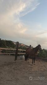 Cavallo