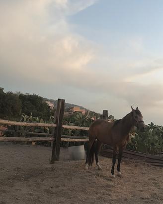 Cavallo