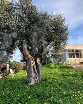 Villa o villino Polignano a Mare