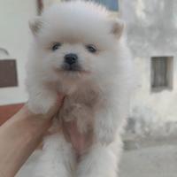Spitz di Pomerania cuccioli