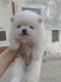 Spitz di Pomerania cuccioli