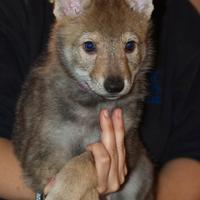 Cuccioli cane lupo cecoslovacco