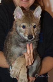 Cuccioli cane lupo cecoslovacco