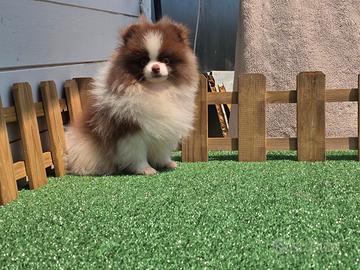 Spitz volpino di pomerania