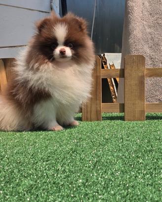 Spitz volpino di pomerania