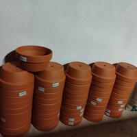 vasi per prebonsai da coltivazione