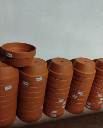 vasi per prebonsai da coltivazione