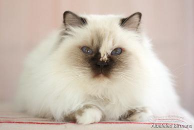 Femmina Sacro di Birmania con pedigree