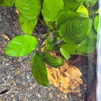 Pesci endler adulti e avannotti