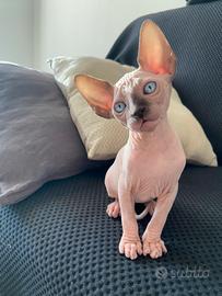 Gattini Sphynx dolcissimi e affettuosi