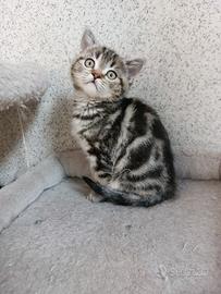 Gattini Scottish Straigth