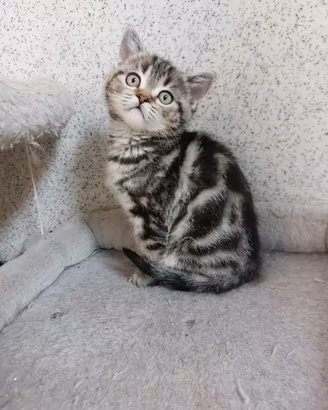 Gattini Scottish Straigth