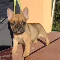 Cuccioli di bulldog francese