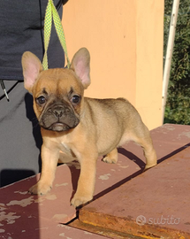 Cuccioli di bulldog francese