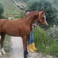 Cavallo arabo per monte