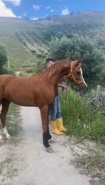 Cavallo arabo per monte