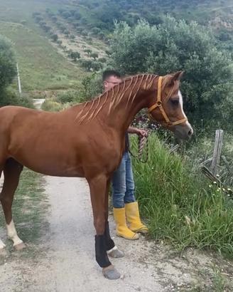 Cavallo arabo per monte
